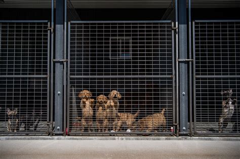 Old bridge animal shelter - Thomas-Dowd Cynthia Dvm is an Old Bridge dog boarding kennel serving Old Bridge, NJ 